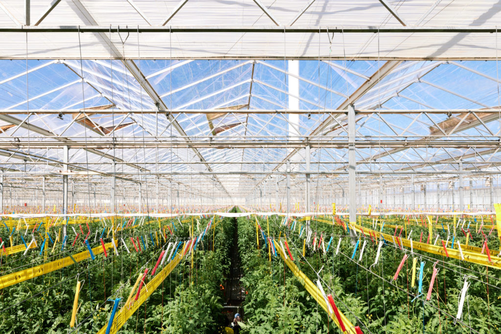 Photo showing the inside of Sundrop Farms tomato greenhouse. A customer of ZEN Energy